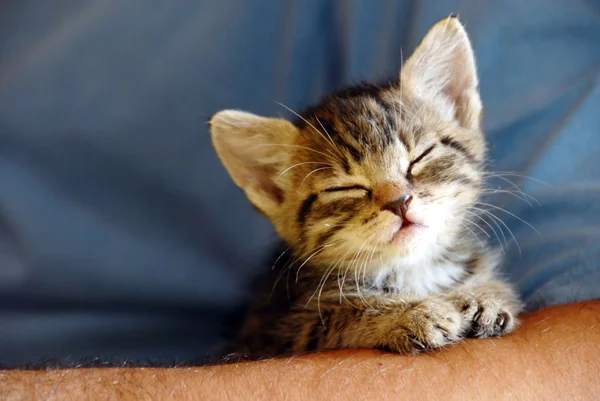 eerste-kat