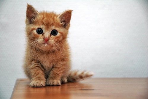 tweede-kat